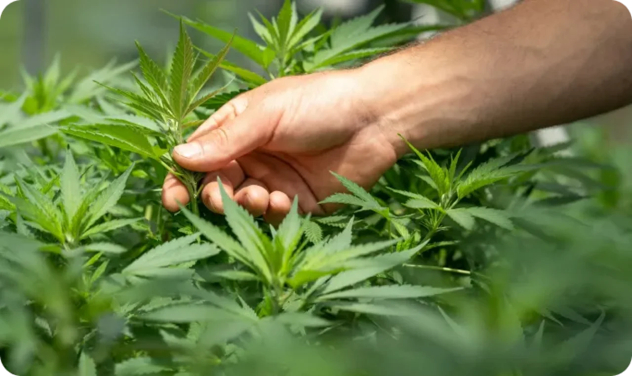 Person Holding Cannabis Plant