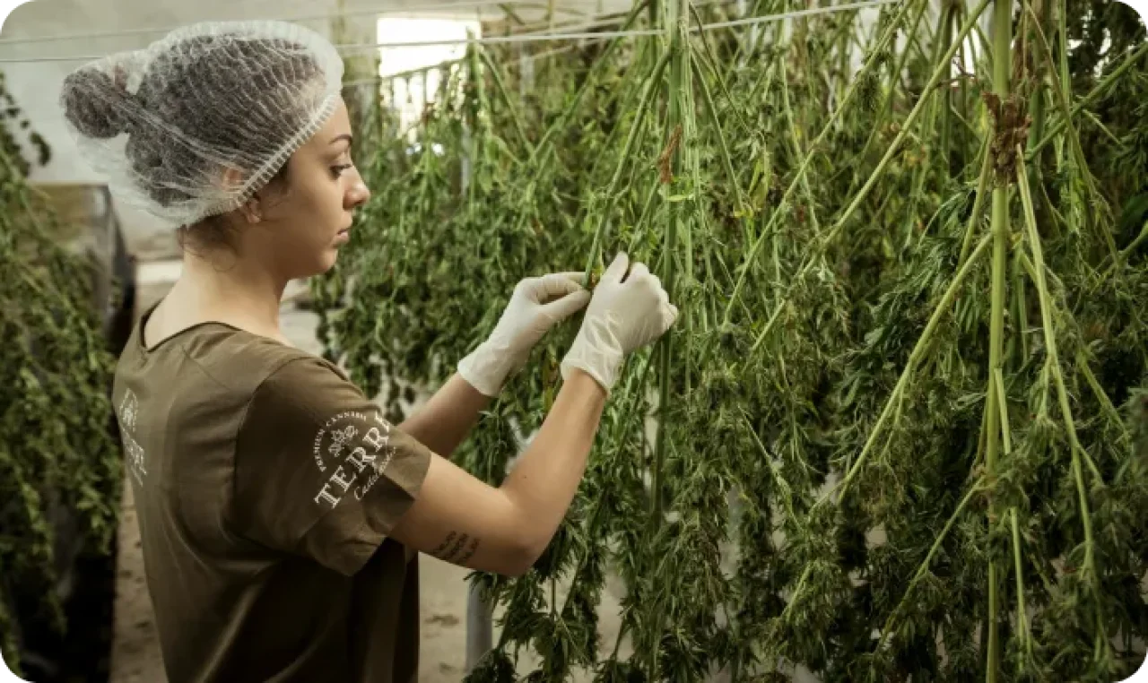 Woman Holding Cannabis Plants